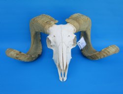 African Merino Sheep/Ram Skull with 25 and 26 inches Horns - Buy for $169.99