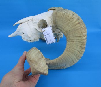 African Merino Sheep/Ram Skull with 25 and 26 inches Horns - Buy for $169.99
