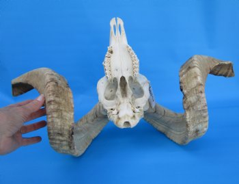 African Merino Sheep/Ram Skull with 25 and 26 inches Horns - Buy for $169.99