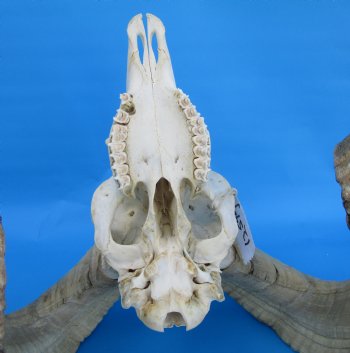 African Merino Sheep/Ram Skull with 25 and 26 inches Horns - Buy for $169.99