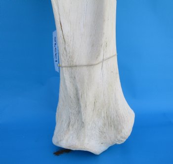 26-1/2 X 9-1/2 inches Real African Giraffe Shoulder Blade Bone  - Buy this one for $59.99