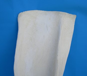 26-1/2 X 9-1/2 inches Real African Giraffe Shoulder Blade Bone  - Buy this one for $59.99