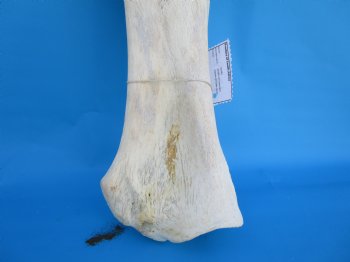26-1/2 X 9-1/2 inches Real African Giraffe Shoulder Blade Bone  - Buy this one for $59.99