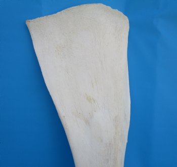 26-1/2 X 9-1/2 inches Real African Giraffe Shoulder Blade Bone  - Buy this one for $59.99