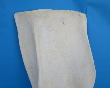26 X 10 inches Real African Giraffe Shoulder Blade Bone  - Buy this one for $59.99