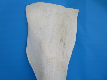 26 X 10 inches Real African Giraffe Shoulder Blade Bone  - Buy this one for $59.99