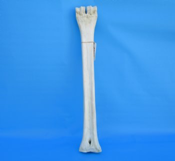 24 inches Real African Giraffe Metacarpal Leg Bone for $119.99