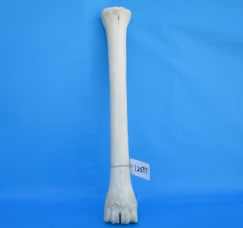 24 inches Real African Giraffe Metacarpal Leg Bone for $119.99