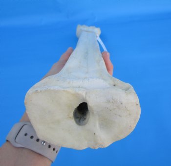 24 inches Real African Giraffe Metacarpal Leg Bone for $119.99