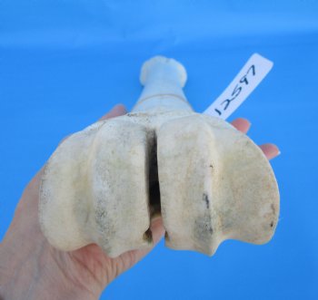 24 inches Real African Giraffe Metacarpal Leg Bone for $119.99