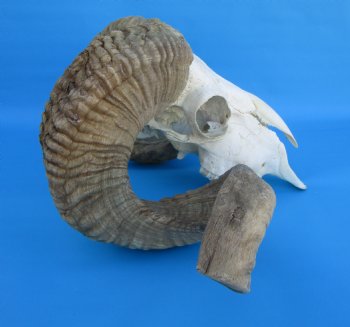 African Merino Sheep/Ram Skull with 26-1/2 and 27 inches Horns - Buy for $174.99