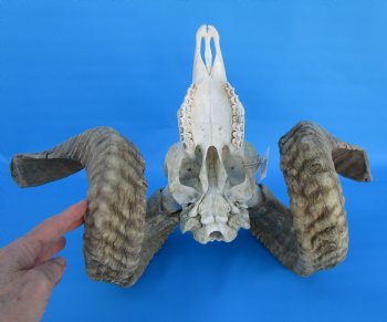 African Merino Sheep/Ram Skull with 26-1/2 and 27 inches Horns - Buy for $174.99