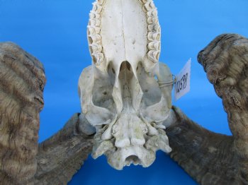 African Merino Sheep/Ram Skull with 26-1/2 and 27 inches Horns - Buy for $174.99