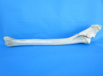 33-3/4 inches African Giraffe Radius Bone with Ulna for $159.99