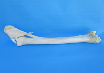 33-3/4 inches African Giraffe Radius Bone with Ulna for $159.99