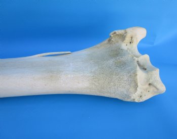 33-3/4 inches African Giraffe Radius Bone with Ulna for $159.99