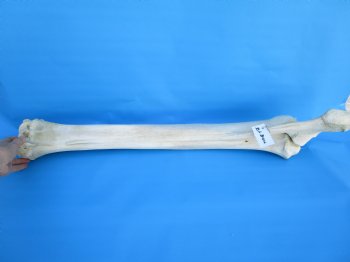 33-3/4 inches African Giraffe Radius Bone with Ulna for $159.99