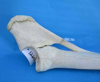 33-3/4 inches African Giraffe Radius Bone with Ulna for $159.99
