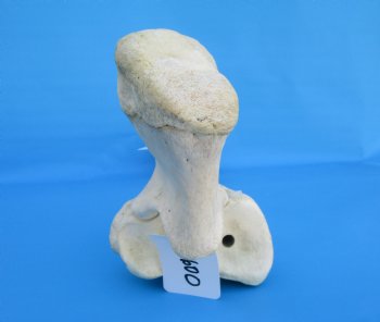 33-3/4 inches African Giraffe Radius Bone with Ulna for $159.99