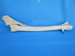 35-1/2 inches Afric...