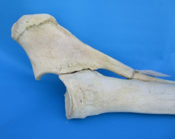 35-1/2 inches African Giraffe Radius Bone with Ulna for $159.99