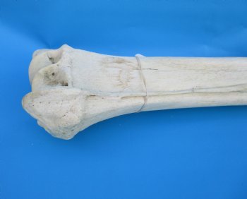 35-1/2 inches African Giraffe Radius Bone with Ulna for $159.99