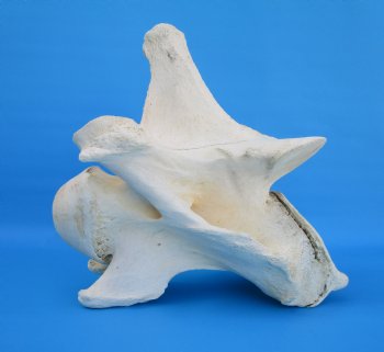 12-1/2 inches African Giraffe Neck Vertebra Bone for $64.99 