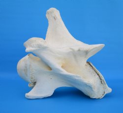 12-1/2 inches Afric...