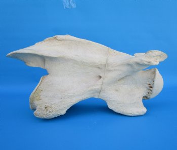 13-1/2 inches African Giraffe Neck Vertebra Bone for $64.99 