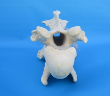 13-1/2 inches African Giraffe Neck Vertebra Bone for $64.99 