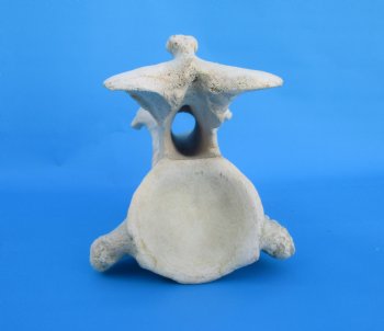 13-1/2 inches African Giraffe Neck Vertebra Bone for $64.99 