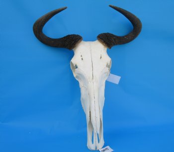19-1/4 inches wide Blue Wildebeest Skull <font color=red> Discount Grade B</font> for $89.99
