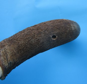 19-1/4 inches wide Blue Wildebeest Skull <font color=red> Discount Grade B</font> for $89.99