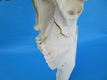 19-1/4 inches wide Blue Wildebeest Skull <font color=red> Discount Grade B</font> for $89.99