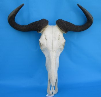 23-1/4 inches wide Large African Blue Wildebeest Skull and Horns - Buy for $114.99