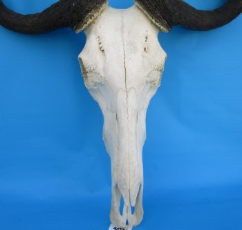 23-1/4 inches wide Large African Blue Wildebeest Skull and Horns - Buy for $114.99