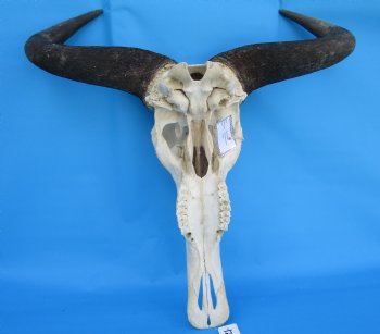 23-1/4 inches wide Large African Blue Wildebeest Skull and Horns - Buy for $114.99