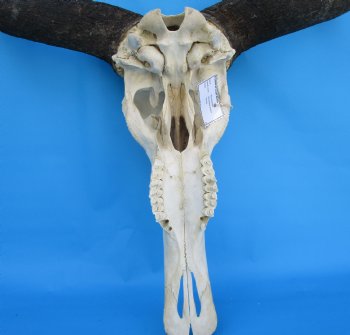 23-1/4 inches wide Large African Blue Wildebeest Skull and Horns - Buy for $114.99