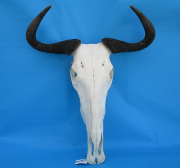 20 inches wide African Blue Wildebeest Skull and Horns - Buy this for $104.99