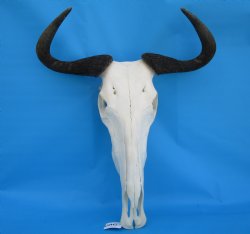 20 inches wide African Blue Wildebeest Skull and Horns - Buy this for $104.99