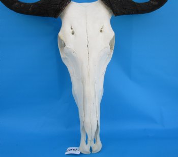 20 inches wide African Blue Wildebeest Skull and Horns - Buy this for $104.99