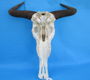 20 inches wide African Blue Wildebeest Skull and Horns - Buy this for $104.99