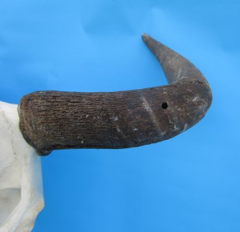 20 inches wide African Blue Wildebeest Skull and Horns - Buy this for $104.99