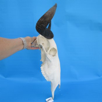 20 inches wide African Blue Wildebeest Skull and Horns - Buy this for $104.99