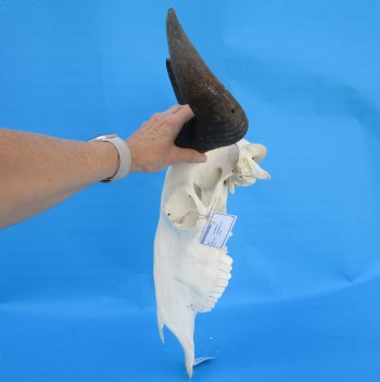 20 inches wide African Blue Wildebeest Skull and Horns - Buy this for $104.99