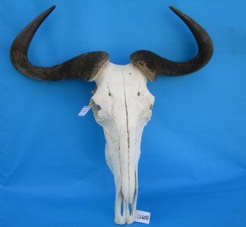 25-1/2 inches wide Large African Blue Wildebeest Skull and Horns for $114.99