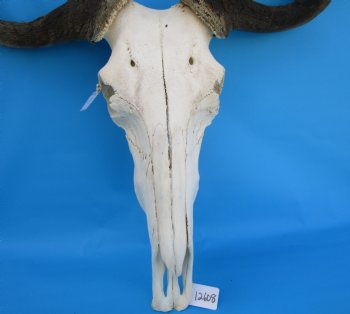 25-1/2 inches wide Large African Blue Wildebeest Skull and Horns for $114.99