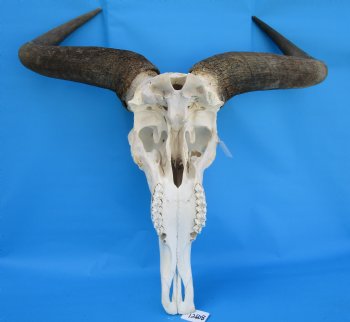 25-1/2 inches wide Large African Blue Wildebeest Skull and Horns for $114.99