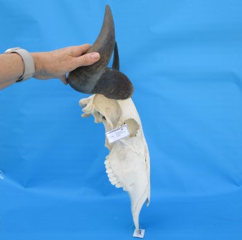 25-1/2 inches wide Large African Blue Wildebeest Skull and Horns for $114.99