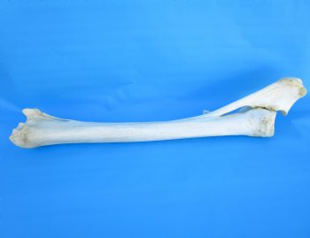 32 inches African Giraffe Radius Bone with Ulna for $159.99